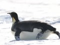 Emperor Penguin