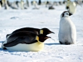 Emperor Penguin