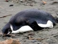 Emperor Penguin