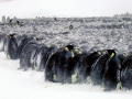 Emperor Penguin