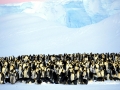 Emperor Penguin