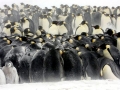 Emperor Penguin
