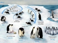 Emperor Penguin