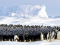 Emperor Penguin