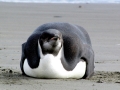 Emperor Penguin