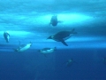 Emperor Penguin