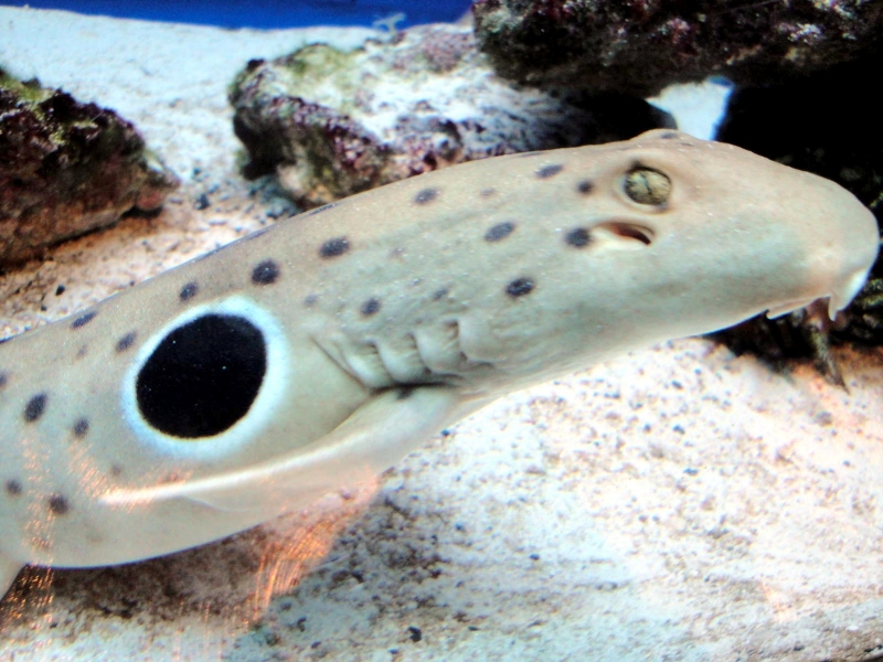 Epaulette Shark