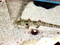 Epaulette Shark