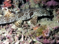 Epaulette Shark