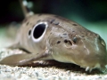 Epaulette Shark
