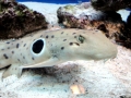 Epaulette Shark