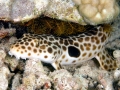 Epaulette Shark
