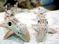 Epaulette Shark