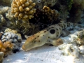 Epaulette Shark