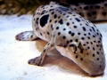 Epaulette Shark