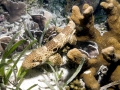 Epaulette Shark