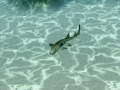 Epaulette Shark