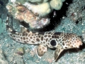 Epaulette Shark