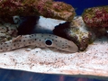 Epaulette Shark