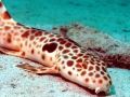 Epaulette Shark