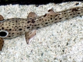 Epaulette Shark
