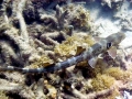 Epaulette Shark