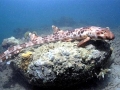 Epaulette Shark