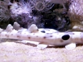 Epaulette Shark