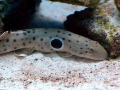 Epaulette Shark