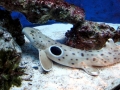 Epaulette Shark