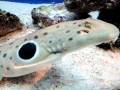 Epaulette Shark