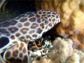 Epaulette Shark
