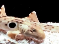 Epaulette Shark