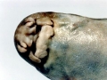 Epaulette Shark