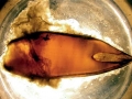 Epaulette Shark
