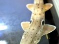 Epaulette Shark