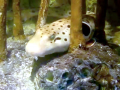 Epaulette Shark