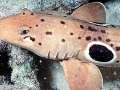 Epaulette Shark