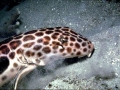 Epaulette Shark