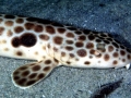 Epaulette Shark