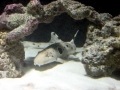 Epaulette Shark