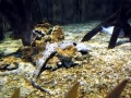 Epaulette Shark
