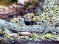 Epaulette Shark