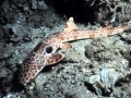 Epaulette Shark
