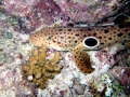 Epaulette Shark
