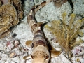 Epaulette Shark