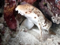 Epaulette Shark