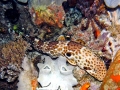 Epaulette Shark