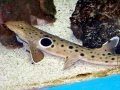 Epaulette Shark