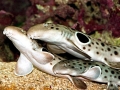 Epaulette Shark